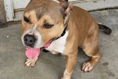 Dallas Bully X, 2.3 years old, Neutered Male  Microchipped,  Brindle, White,  #56