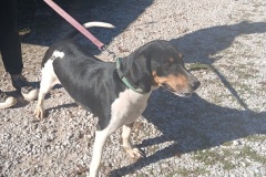 Deb CoonHound X, 2.8 yrs, Spayed Female, Tri color, #61.50