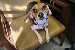 Dixie, Beagle, 1 year, Female ( Spayed) #10