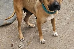 Dolly, Blk mouth Cur, 2.5 years female (unaltered)  Tri color #50