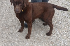 Duke, 5.1 yrs, Lab X, Neutered Male, Chocolate #75 (microchipped)