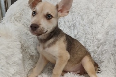 Folly, Chi/terrier/Gs/Husky, 3.5 months, Male (not altered), 12#, Tan/brown
