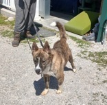 George, 2.9 yrs, Hound X, neutered male, Brindle, #46.8