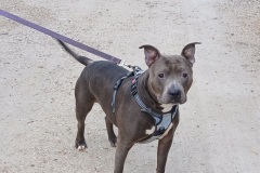 GUNER, Bully Type, 5 years, Male (neutered), 60#, Blue
