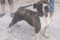 Gypsy, 3.4 yrs old, Bully X, Spayed Female, Brindle/ white, #60