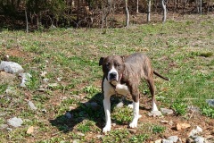 GYPSY, Bully X, 2.9 Yrs, Female (spayed), Brindle/white #58.40