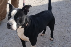 Halo 1.3 yrs, Ridgeback/ Bully X, Neutered Male, Black/white #52.70