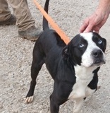 Halo, Ridgeback X, 1.6 yrs, Neutered male, Blk/white blue eyes #52 (microchipped)