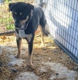 HANK, Shepherd X, 1.2 years, Male (neutered)  42.50#