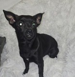 Hazel, 1 yr, Chi X, Spayed female, Black, #11