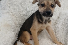 Holly, 3.5 mths, Chi/terrier/Gs/Husky, Female (not altered) Blk/Tan #12