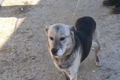 Jaci, Shep X, 3.5 years, Female ( Unaltered), Blk/Tan #35