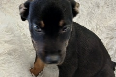 Jolly, Chi/terrier/GS/Husky, 3.5 months, Male (not altered), 13#, blk/brown