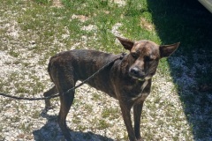 Kimmy, 1 yr, Plott Hound X, Female, (not altered) Brindle
