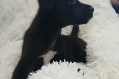 Kyle, Lab X, 2 months, Male (not altered), 10#, blk/white