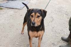 Lena, Shep X, 3 Years, Female (Spayed) black/tan #55