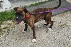 Lilly Boxer/bully 2.5 mths, Female (unaltered)  brindle/white #20
