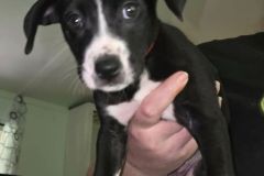 Liza, 4mths, Lab X, Female ( not altered) blk/white #15