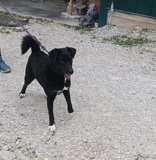 Lynn, 1.2 yrs, Lab X, Spayed Female, Blk/white, #35 (microchipped)