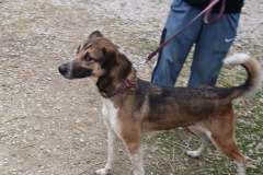 Macy 2, Shep X , 2 years, Female, (Spayed) tri color #35