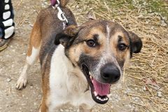 Macy, Shep X , 2 years, Female, (Spayed) tri color #35