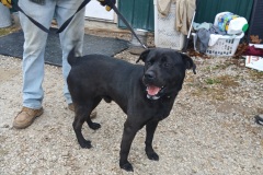 MARDY, Lab X, 1 year,  Male , #60, black