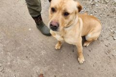 Mav, Lab X, 1 Year, Male, (Getting Neutered 2/28 ) yellow #55