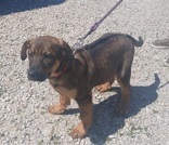 Maverick, 5 mths, German Shep X, Neutered Male, Black/Brown #36