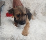 Mindy, 5 mths, Terrier/York X , Female (not altered) Brown/ Blk #10