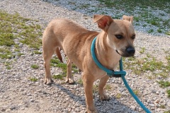 Molly, 1.5 yrs, Chi/Terrier, Female ( spaying on Aug 4) Tan, #20