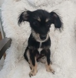 Mork, 5 mths, Terrier/York X, Male (not altered) Tri Color, #10