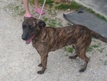 Myla, 1.2 yrs, Mountain Cur X, spayed female, Brindle, #43 (microchipped)