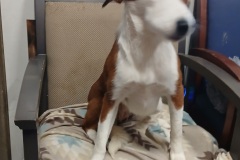 Paoli, 11 mths, Beagle/ Hound X, Spayed female, Brown/white, #22