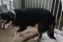 PEANUT, 12+ years, Husky/Lab X, Female (spayed), 31#, Black/white