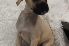 Pluto, 9 wks, Cur/Lab X, Male (NOT ALTERED) Tan/blk #15