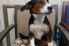 Roady, 11 mths, Beagle/ Hound X, Neutered Male Tri color, #28