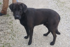 Rocky, 1.2 yrs, lab X, Neutered Male, Blk, #103.20