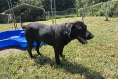 Rocky, 1.3 yrs, lab X, Neutered Male, Blk, #103.20