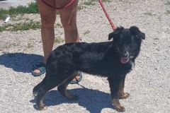 Rosie, 8.5 mths, Aussie, female (will be spayed on aug 4th) Blk/tan #26.5