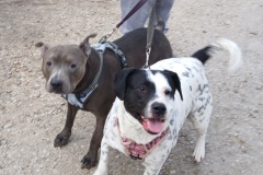 Roxy and Guner Best Friends