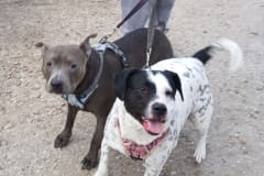 GUNER AND ROXY another photo