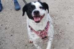 ROXY Bully Type, 4 years, Female (spayed), 60#, white w/ticking/black
