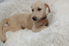 Ruby, Lab X, 4 months, Female (not altered), 15#, cream