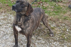Rufus, 4 years Plott Hound X, Neutered Male, Brindle/white #53