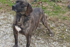 RUFUS, Plott Hound X, 4.3 years, Male (neutered), 53#, Brindle/white