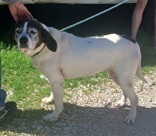 Sally, 14 yrs, Spayed female, Hound X, white/brown #38
