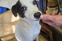 Spike , Terrier X,  1 year, Male,  ( Unaltered)  #20  black?white