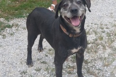 Star, 15.5 yrs, Plott hound X, Spayed Female , Blk/Grey