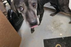 Star 11-13yrs, Plott Hound X Female (unsure if spayed) Blk #41.6