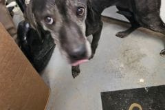 STAR, Plott Hound, 11-13 years, Spayed Female 41.6#, black/grey